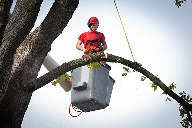  Parker, SC Tree Care Services Pros